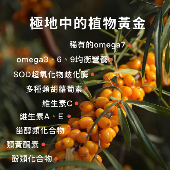 純素沙棘果油膠囊500mg*60粒- 島羽| WINGISLANDS