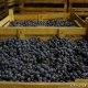 三和 Brava Amarone 樽熟成梅酒