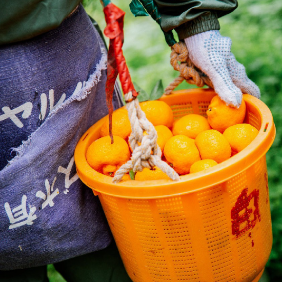 小正琴酒 櫻島小柑橘