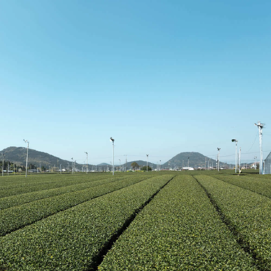 小正琴酒 焙茶