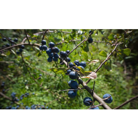 Sloe Gin 黑刺李琴酒